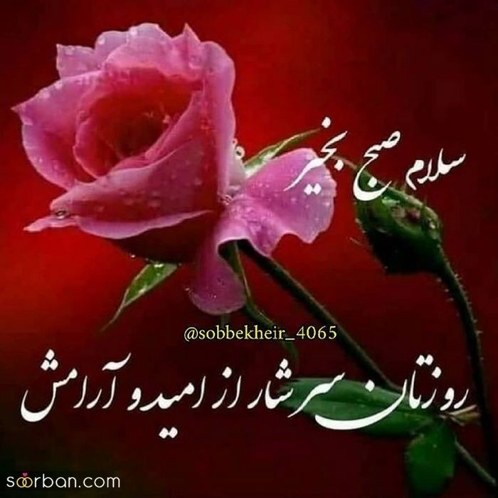 🌹🌹🌹