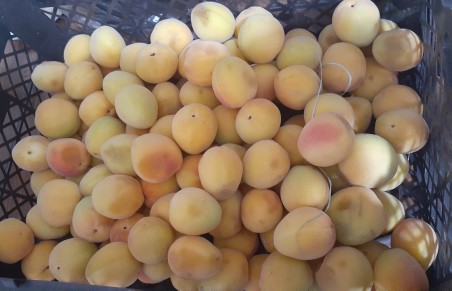 رفتم توباغ زردآلو بچینم ولی زیادی رسیدن داشتن له میشدن🥴🥴