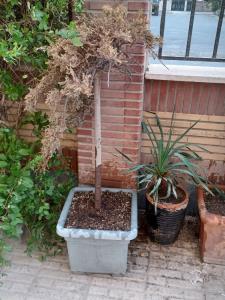 همچنان امید دارم که سبز بشه
