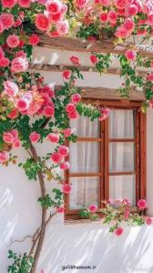 تقدیم به الهه ناز ...