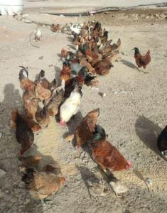 مرغ محلی 😋😋