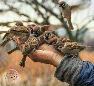 محبت❤️🌸❤️
