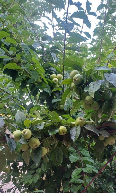 *گاهی بیخیال چیزهایی شدیم که دوست .....