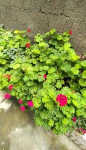 گلای مامان جون من❤😘🌹🍃🍀