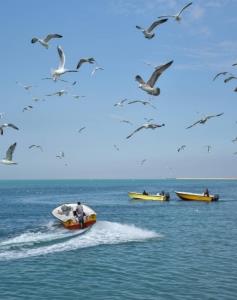 زیبا مثل دریای بوشهر 