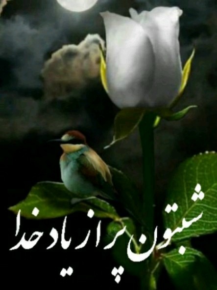 شب بخیر عزیزم انشاالله همیشه شاد باشی انشاالله 