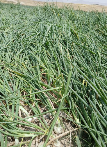 مزرعه پیاز در روستای گشنیزجان 