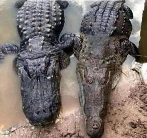 ‏کسایی که فرق تمساح و کروکودیل رو نمیدونین
👇