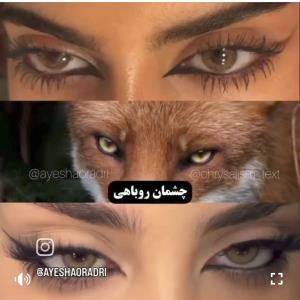 روباهی 