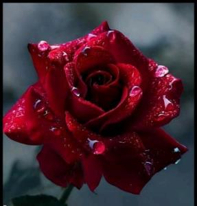 🌹