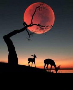 شبتون بخیر؛