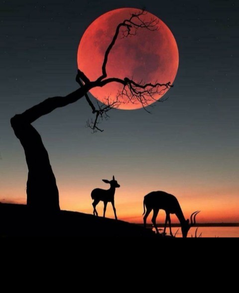 شبتون بخیر؛