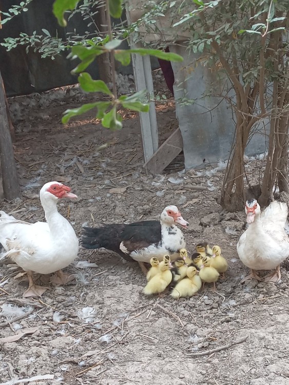 خانواده  خوشبخت شوهر و دو تا زن 😊😊🌹🌹🌹🌹
