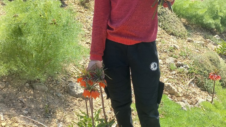جاشیرزار روستای قرخلو ابرج(امیرسام اسکندری)