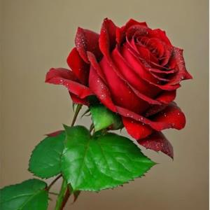 اصل زندگی 