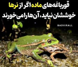 مرد جنوب 