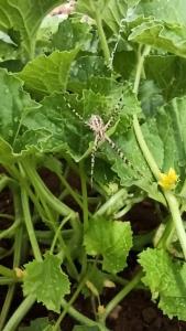 اینم شکار لحظه های امروز 😂🕷️