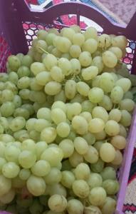 سلام دوستان ظهر بخیر بفرمایید انگور 🍇🍇🍇