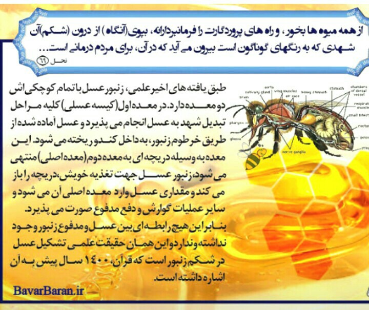 الان‌میان‌میگن‌زنبوره‌ازعربهاپول‌گرفته😂
