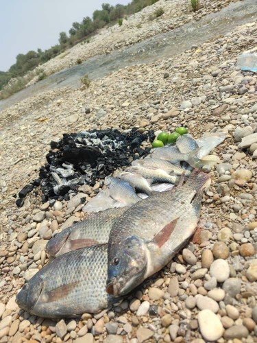 جاتون  خالی 😋😋