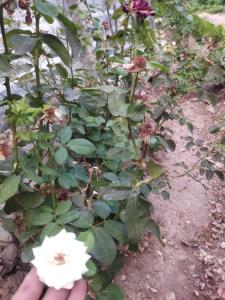 دوست دارم داخل خبری این گل تقدیمش کنم چون همیشه بهم انرژی 