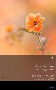 جناب مولانا
