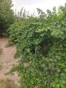 داخل باغ جای دوستان خالی 