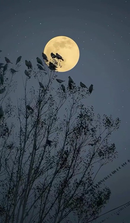 چنان زندگی را سخت گرفته ایم..