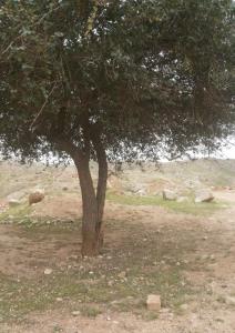 مو کنار سر رهوم
