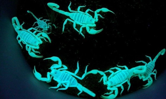 عقرب شب تاب🦂