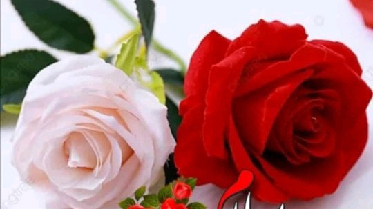 سعید