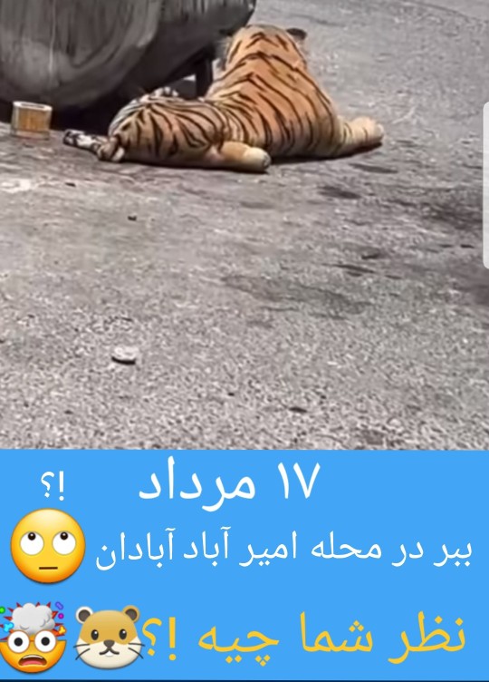 🐹🤯🐹🤯