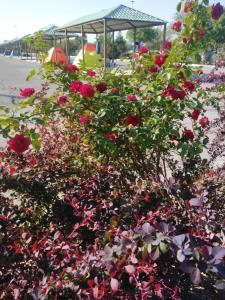 سلام صبحتون بخیرو خوشی 🌹🌹