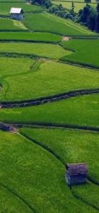 🌾💚💛شکفته غنچه مهتاب تو بهشت شالیزاران