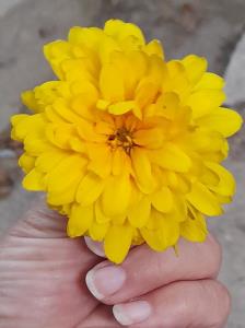 تقدیم به B