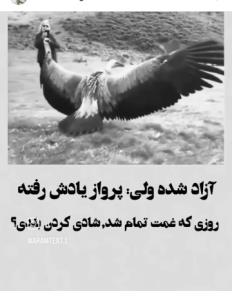 بلدی؟! 