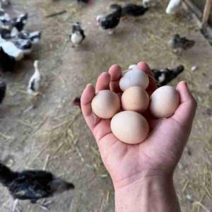 تخم اُردک محلی گیلان 
