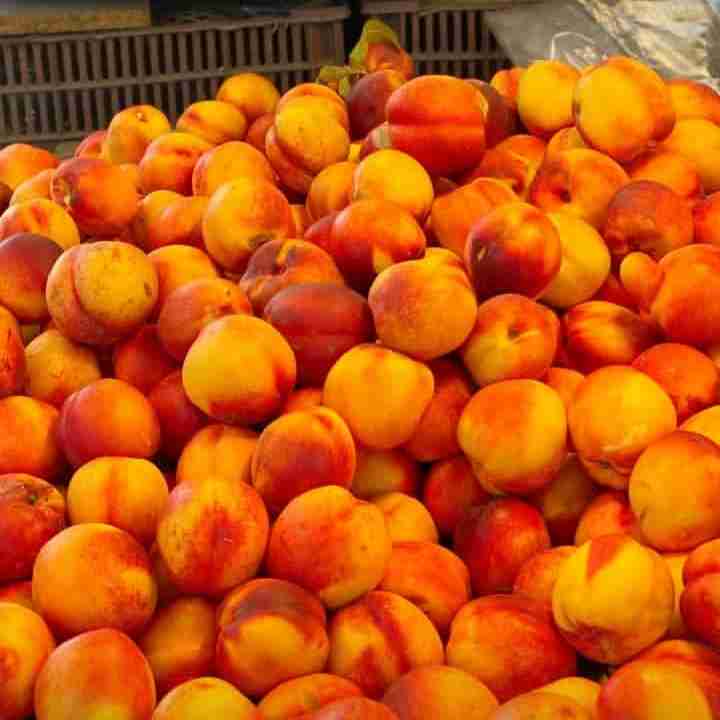 سلام واستون میوه آوردم 