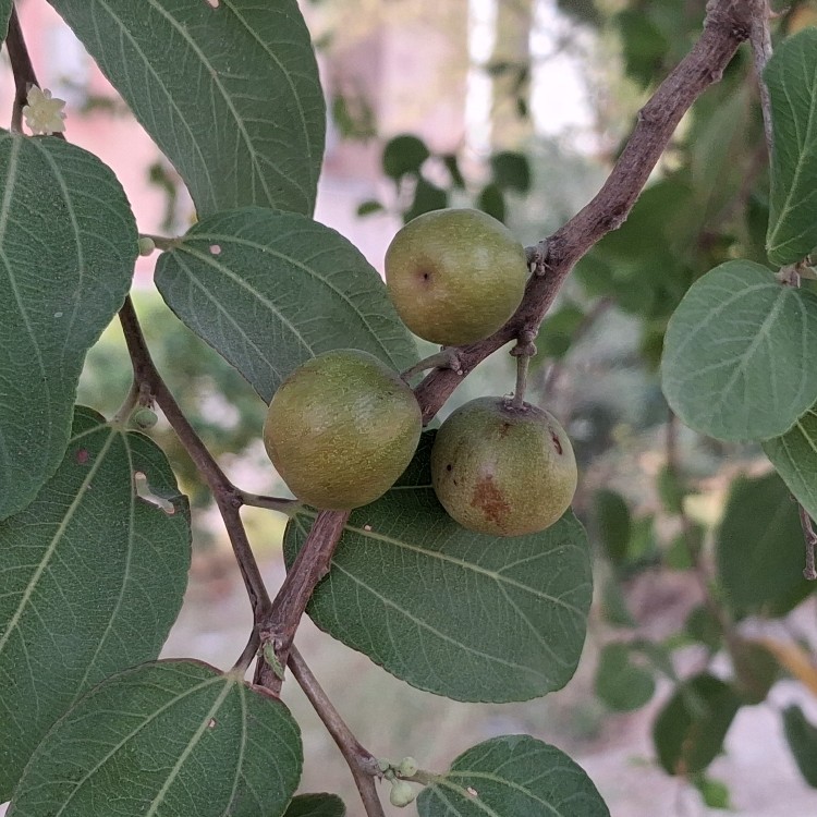 میوه ی درخت سدر☺️