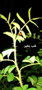 امــیدوارم شــب با تو مــهربان باشد،تــو که روز در فــرسـو