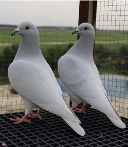 یکم‌زیبایی..🕊+