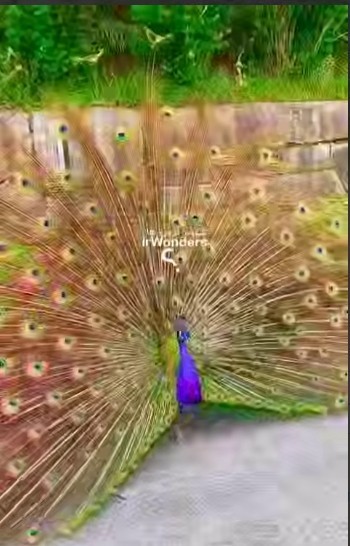 طاووس 