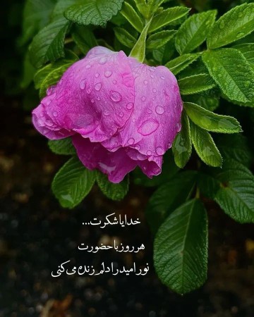 خدایا شکرت 🙂😊😊🤲🏻🤲🏻