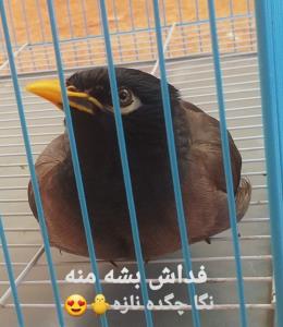 سلام دوستان وقدتون بخیر🙋🏻‍♀️🐥