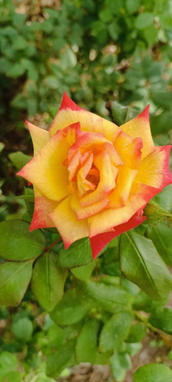 🌺🌿 سلام رفقای خبری صبح زیبای شما بخیر و سلامتی 🌿🌺