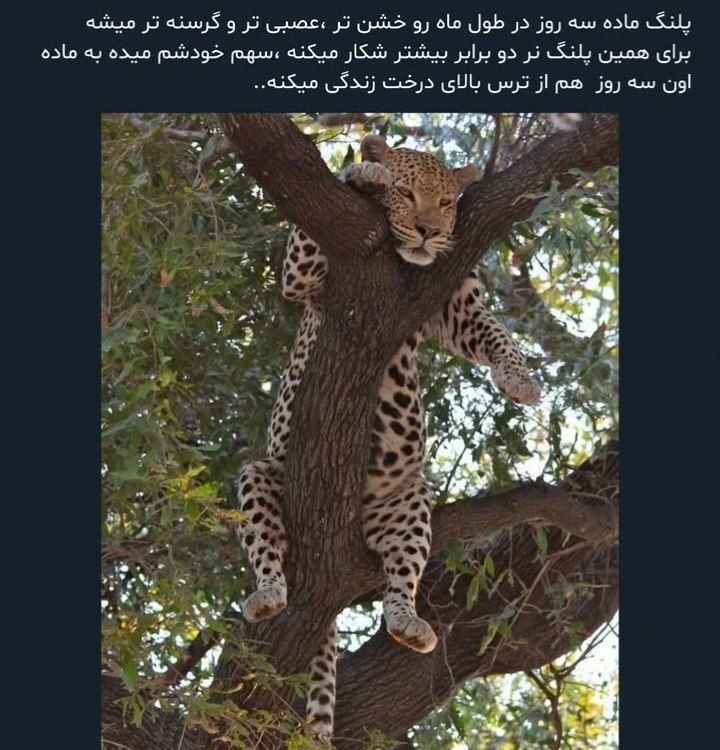 حتی اگه پلنگ هم باشی از ترس زنت میری رو درخت بعد تو میگی از 