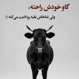 گاو...