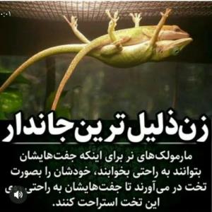 دانستنی ها