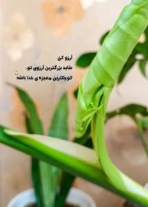 آرزو کن 