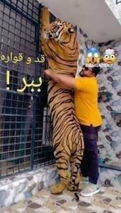 ببر  !!!🤯😱